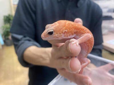 ふぁんたじすた Dragon