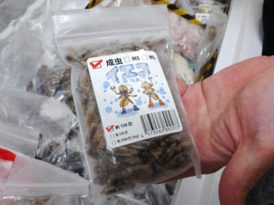 ふぁんたじすた Dragon