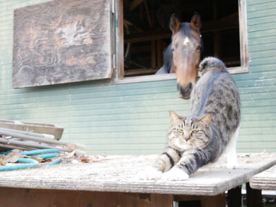 壬生乗馬クラブ