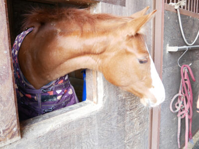 壬生乗馬クラブ