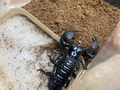 ふぁんたじすた Dragon